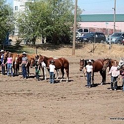Thumbnail photo of Horses available-some rideable #1