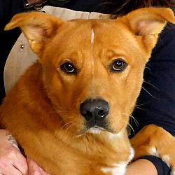 Thumbnail photo of Howie~adopted! #2