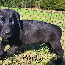 Thumbnail photo of Porky~adopted! #2