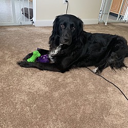 Photo of Stella
