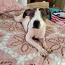 Photo of Otto