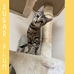 Thumbnail photo of Sugar Plum #1
