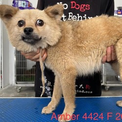 Thumbnail photo of Amber 4424 #1