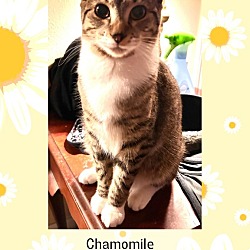 Thumbnail photo of Chamomile #2