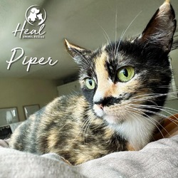 Thumbnail photo of Piper #1