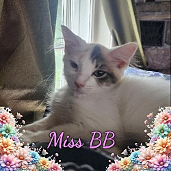 Thumbnail photo of Miss BB #1