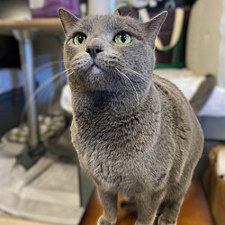 Thumbnail photo of Abby (Russian Blue) #3