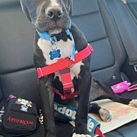 adopt a pet