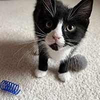 adopt a pet