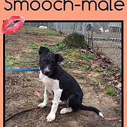 Thumbnail photo of Smooch (Pom) #1