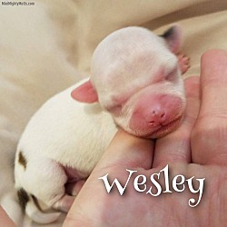 Thumbnail photo of Wesley #2