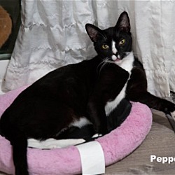 Thumbnail photo of Pepper (HM) #1