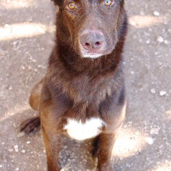 Photo of Gifford PAWS 12-6-22