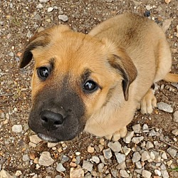 Photo of Halley