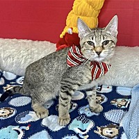 adopt a pet