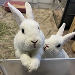 Thumbnail photo of Rabbit DeNiro and Hopson #1