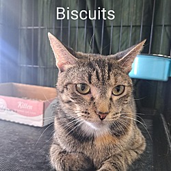 Thumbnail photo of Biscuits #2