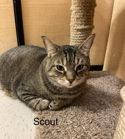 Photo of Scout1