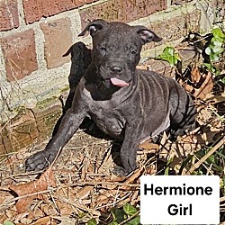 Thumbnail photo of Hermione #4