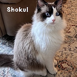 Photo of Shokul
