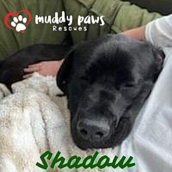 Thumbnail photo of Shadow (Courtesy Post) #2