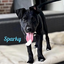 Thumbnail photo of SPARKY #3