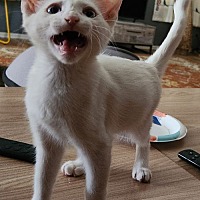 adopt a pet