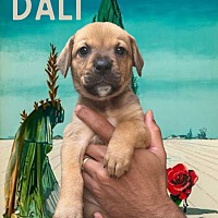 adopt a pet