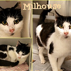 Thumbnail photo of Milhouse #2