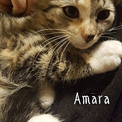 Photo of Amara