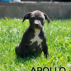 Thumbnail photo of Apollo (god of sun) #1