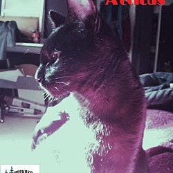 Thumbnail photo of Atticus - Lap kitty! #2