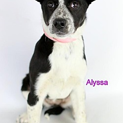 Photo of Alyssa