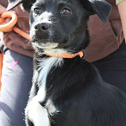 Thumbnail photo of Ginger Spice~adopted! #4