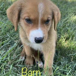 Photo of Barn