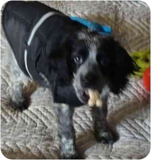 cocker spaniel australian cattle dog mix