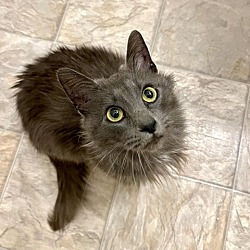 Photo of Lady Grey