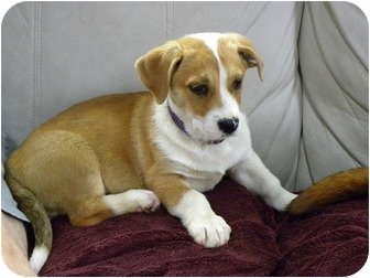 american staffordshire terrier corgi mix