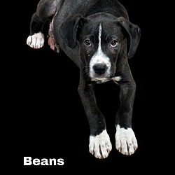 Thumbnail photo of Beans #3