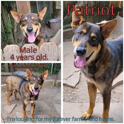 Thumbnail photo of Patriot #1