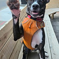adopt a pet