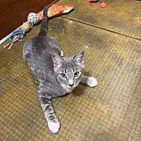 adopt a pet