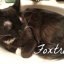 Thumbnail photo of Foxtrot - he's "all boy" #1