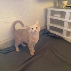 2nd chance animal rescue of richmond inc