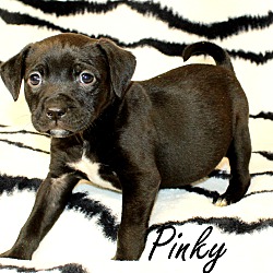 Thumbnail photo of Pinky~adopted! #1