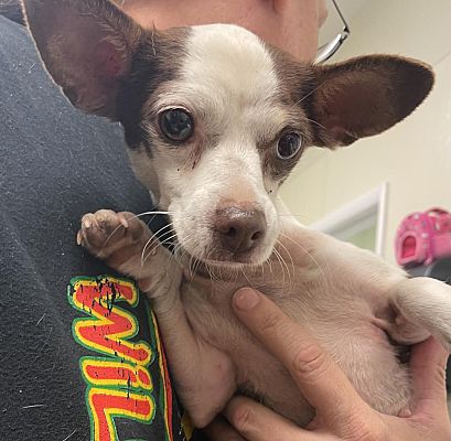 Neosho, MO - Chihuahua/Mixed Breed (Medium). Meet Sky a Pet for ...