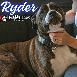 Photo of Ryder (Courtesy Post)