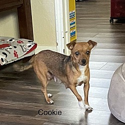 Thumbnail photo of Cookie #2