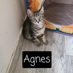 Thumbnail photo of Agnes #4