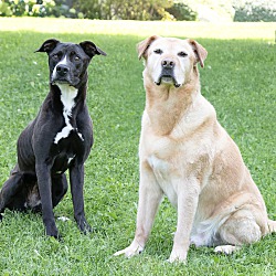 bonded pet photo